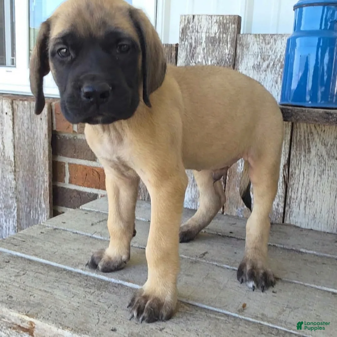 English Mastiff dogs for sale: Jesse - Ad 2