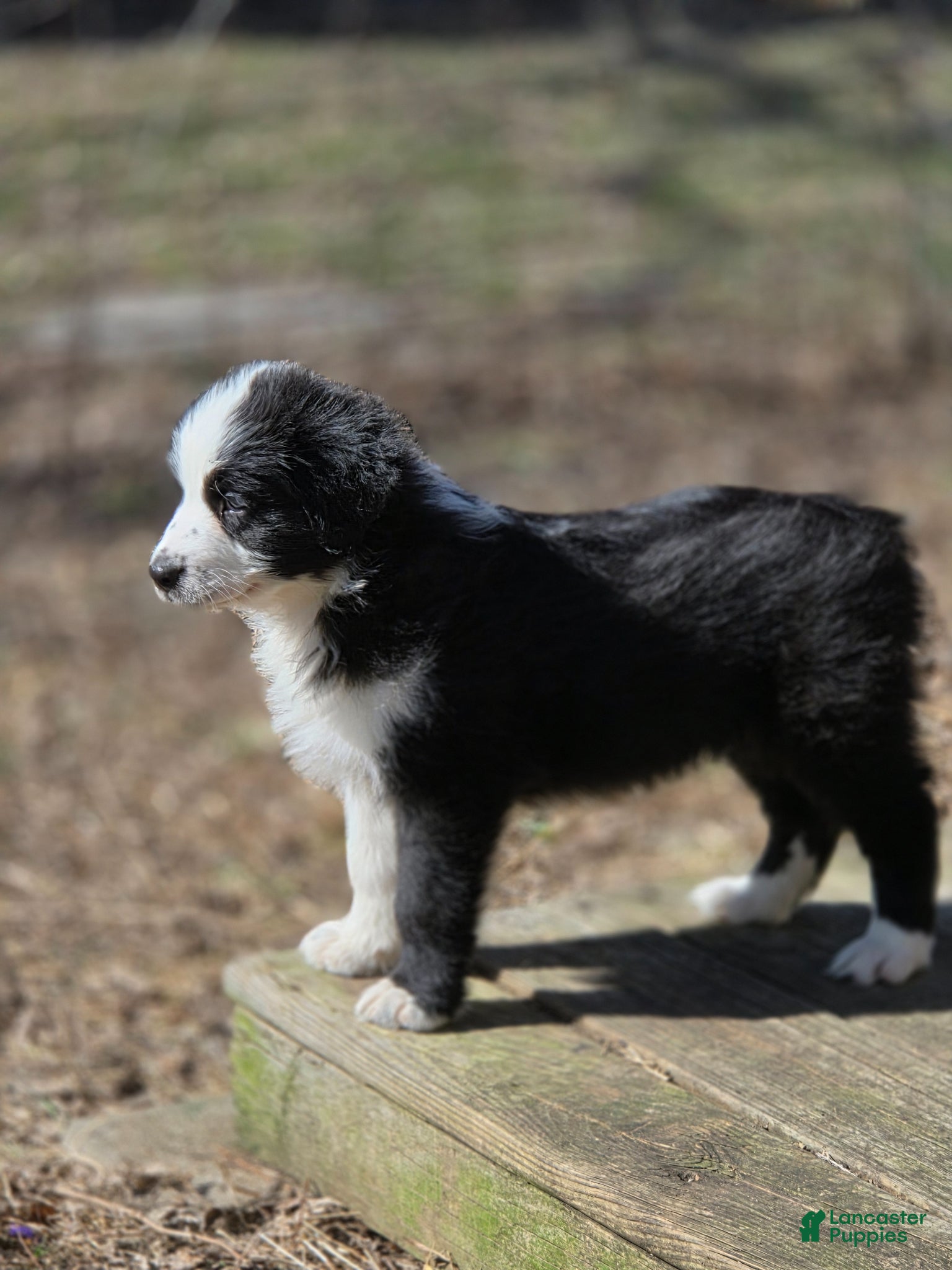 Australian Shepherd dogs Australian Shepherd Puppy 7 - Ad 16