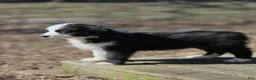 Australian Shepherd dogs for sale: Australian Shepherd Puppy 7 - Ad 1
