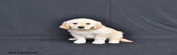 Golden Retriever dogs for sale: Jazmin - Ad 4
