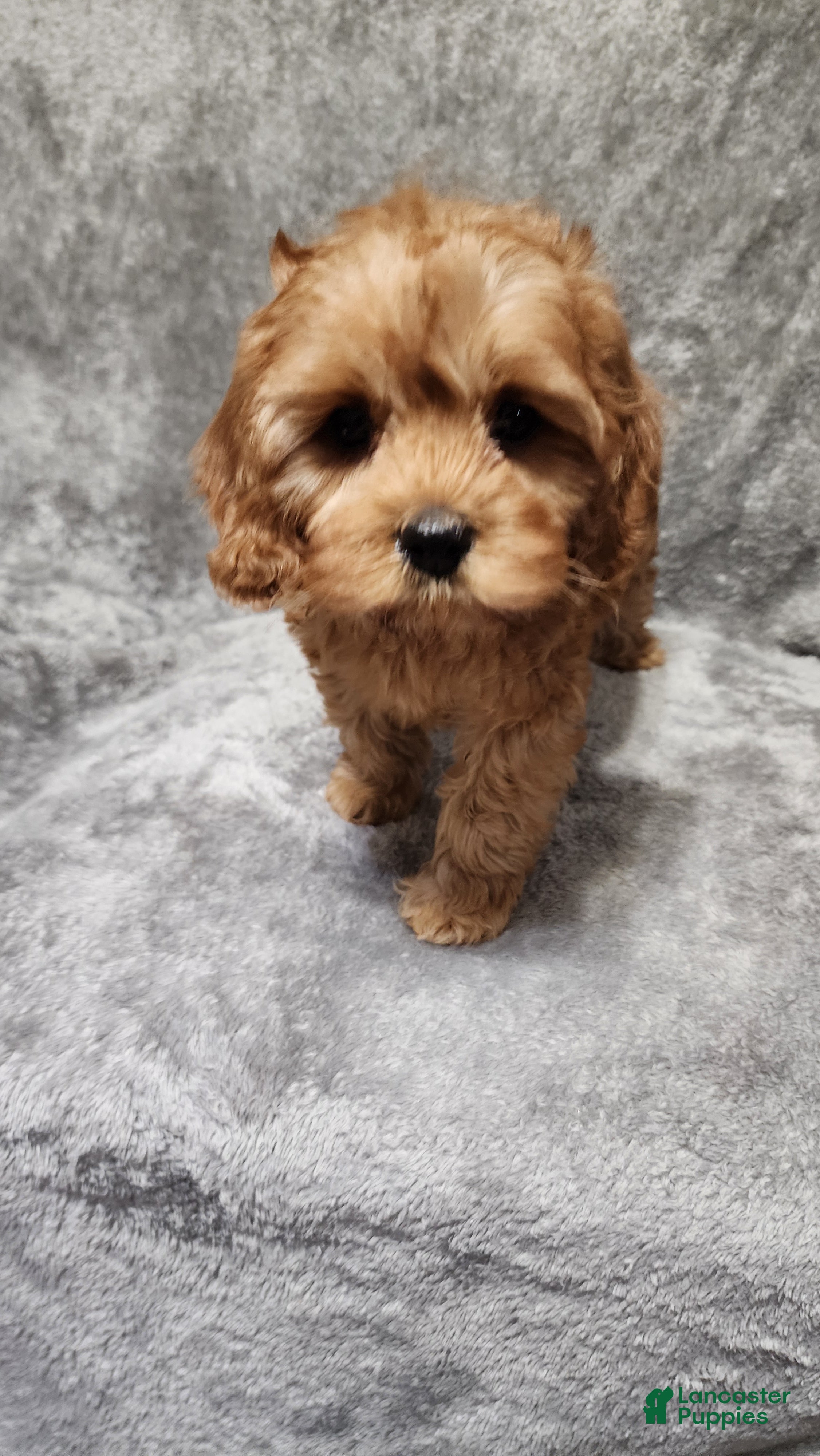 Cavapoo dogs Hershey - Ad 2
