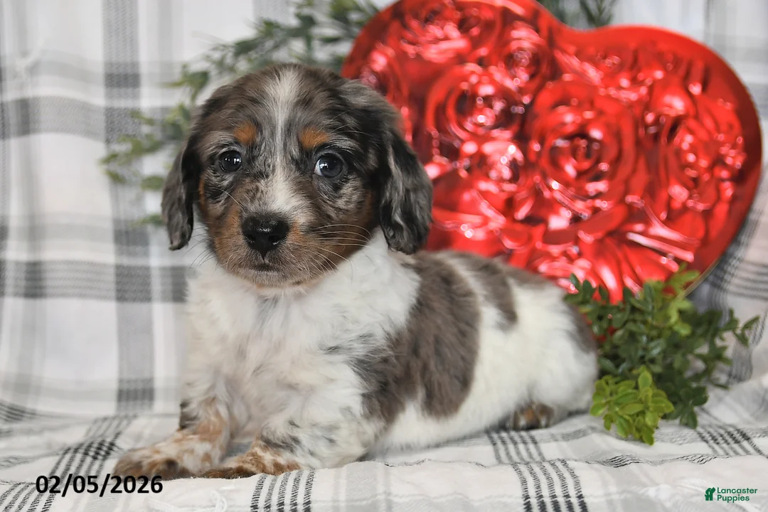 Miniature Dachshund dogs for sale: Oreo - Ad 4
