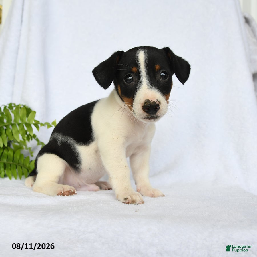 Jack Russell Terrier dogs for sale: Alexander - Ad 2