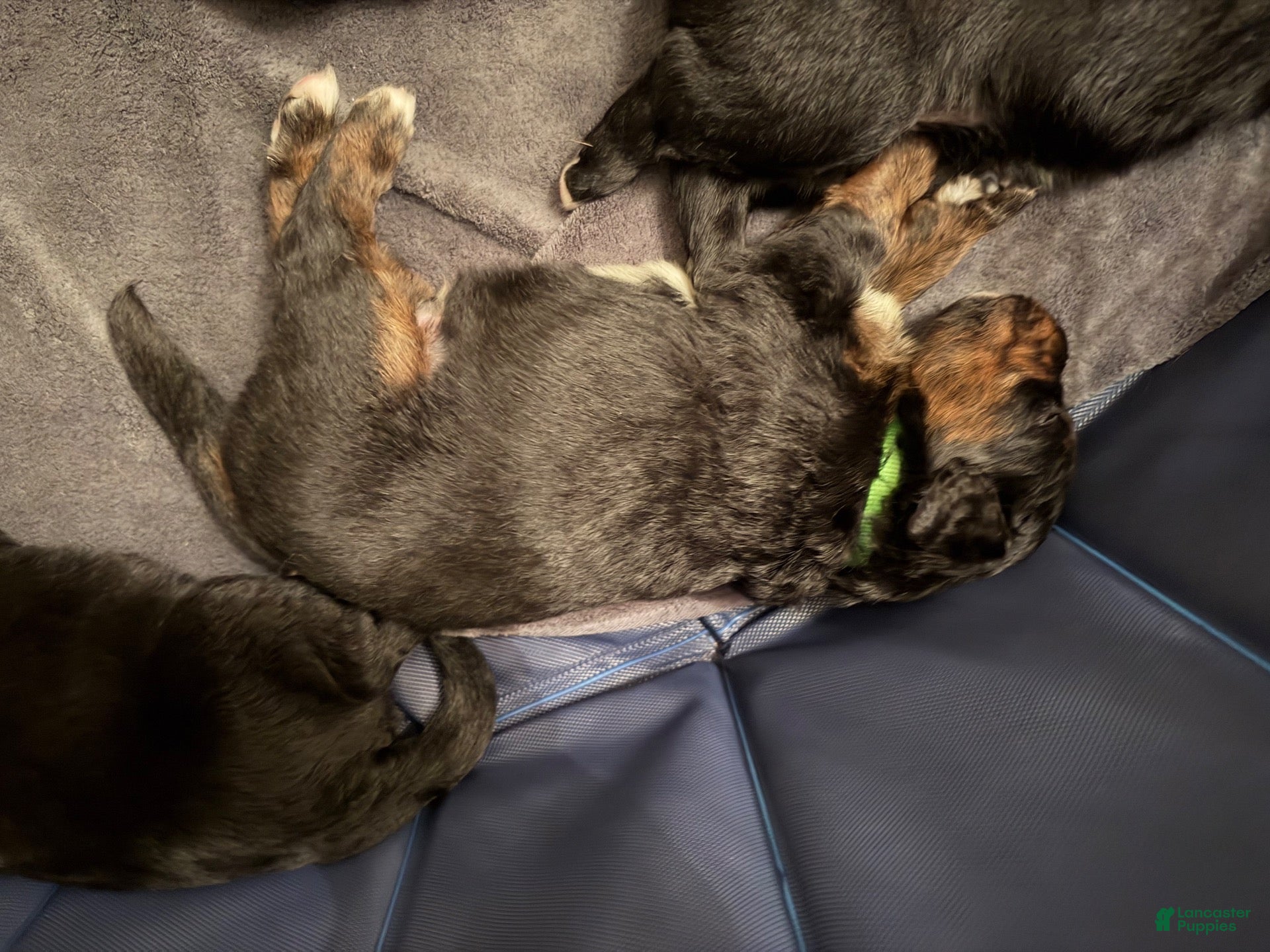 Mixed Breed dogs for sale: Neon green collar - Ad 2
