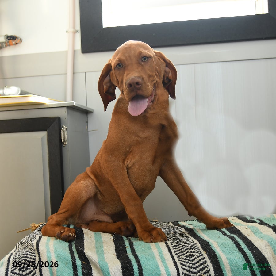 Vizsla dogs Cheif - Ad 2