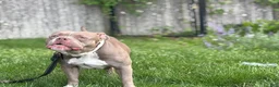 American Bully dogs for sale: American Bully 1 - Ad 10