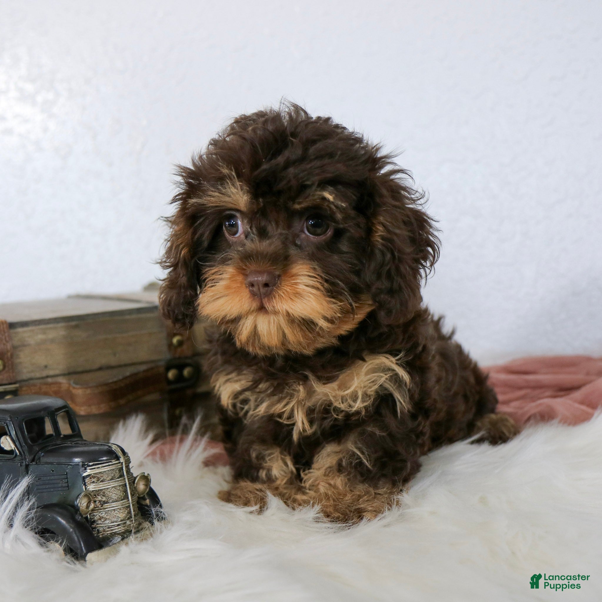 Cavapoo dogs Bailey - Ad 1