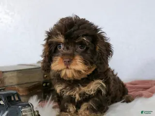 Cavapoo dogs for sale: Bailey - Ad 2