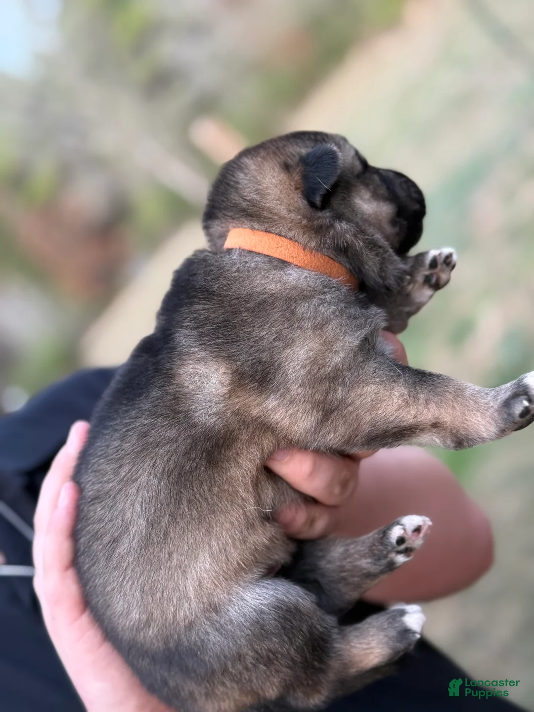 Gerberian Shepsky dogs for sale: Severus - Ad 7