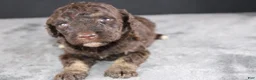 Standard Poodle dogs for sale: Patsy C - Ad 3