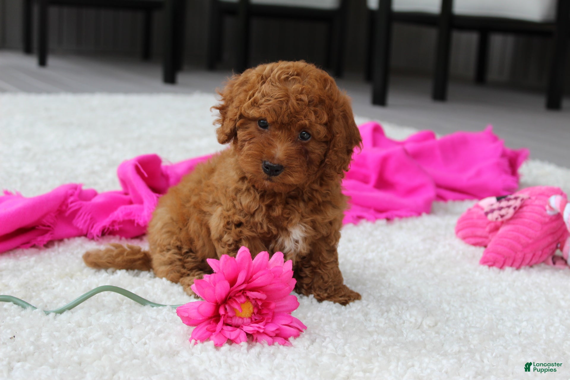 Cavapoochon dogs Monica - Ad 1