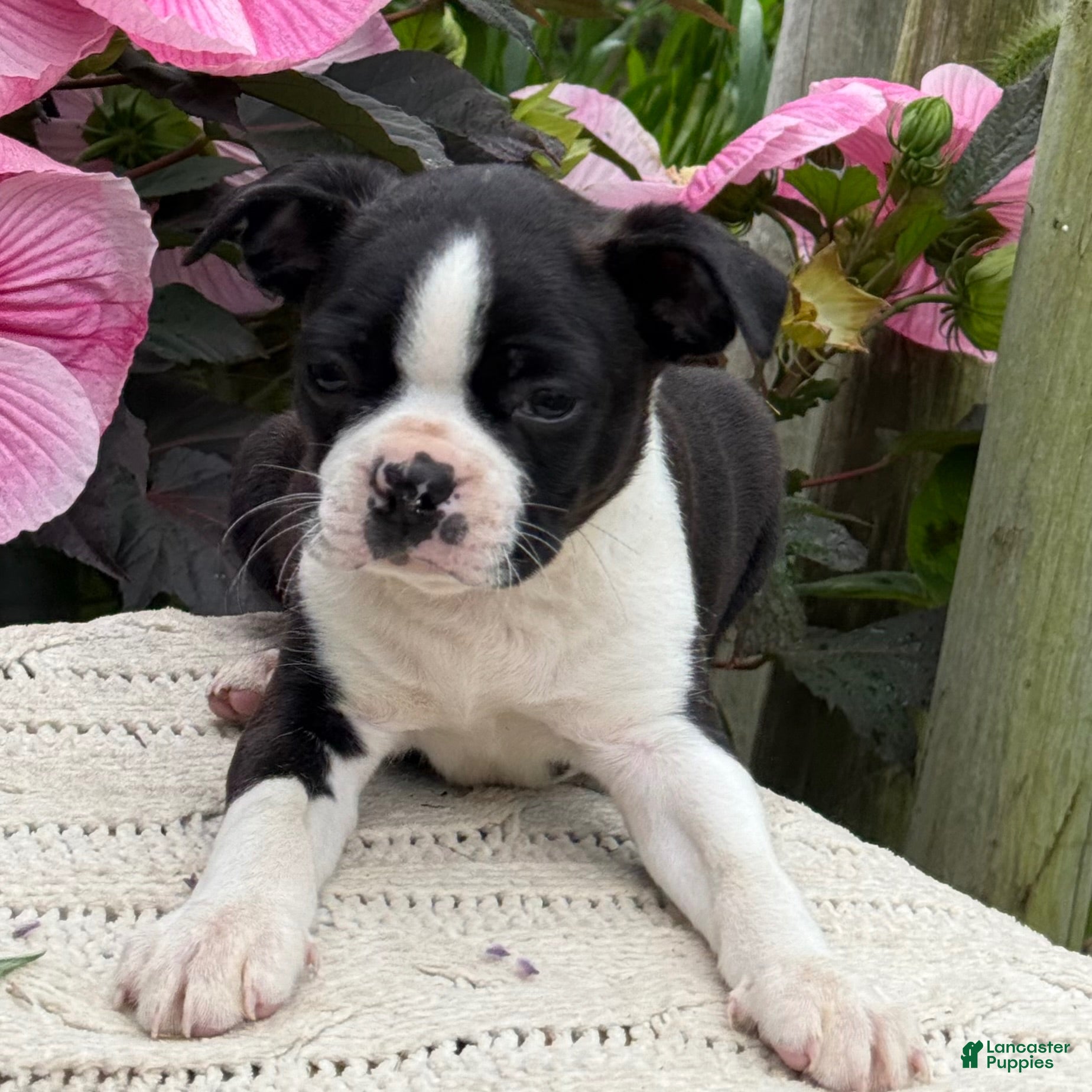 Boston Terrier dogs Sydney - Ad 1