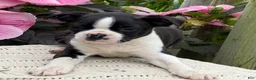 Boston Terrier dogs for sale: Sydney - Ad 1