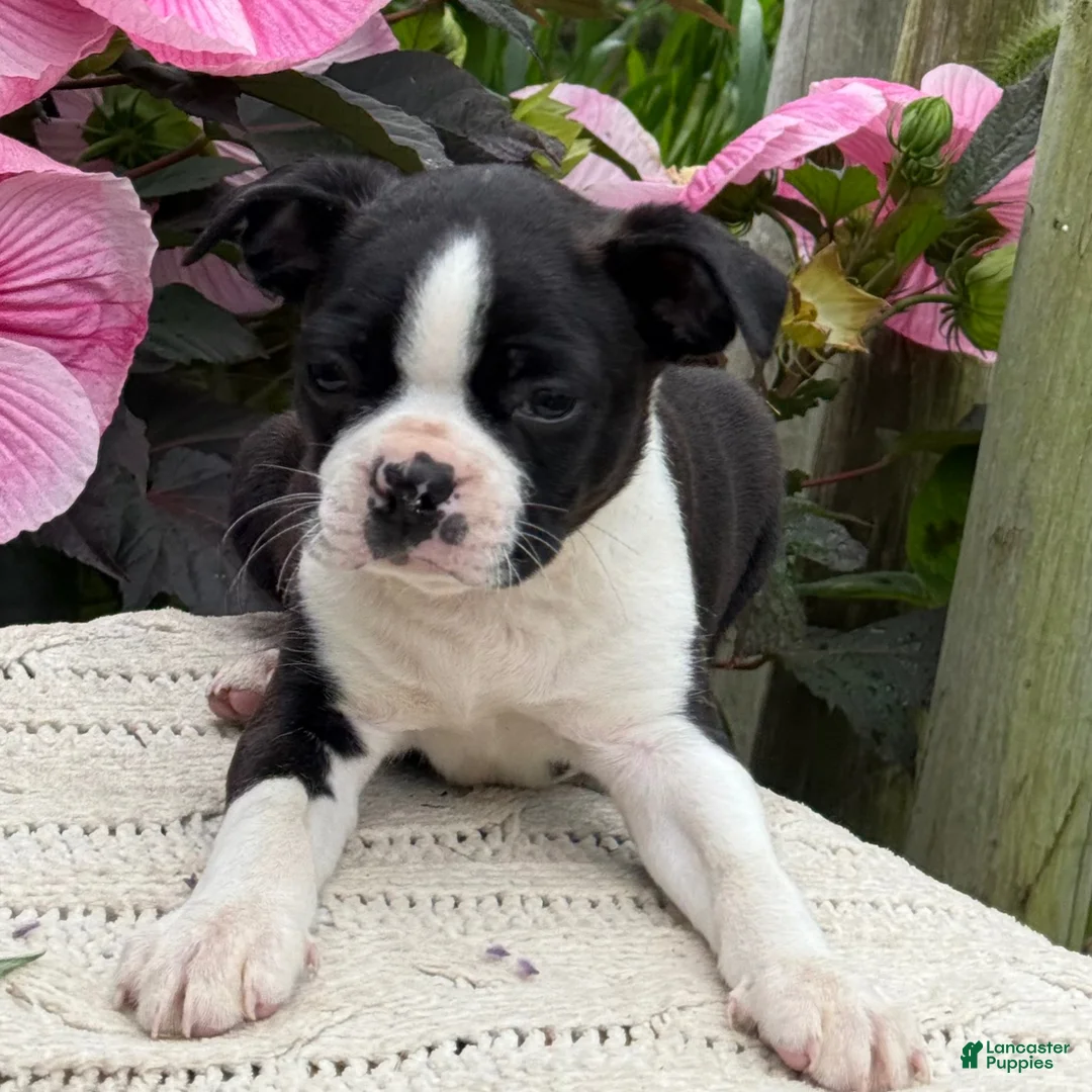 Boston Terrier dogs for sale: Sydney - Ad 1