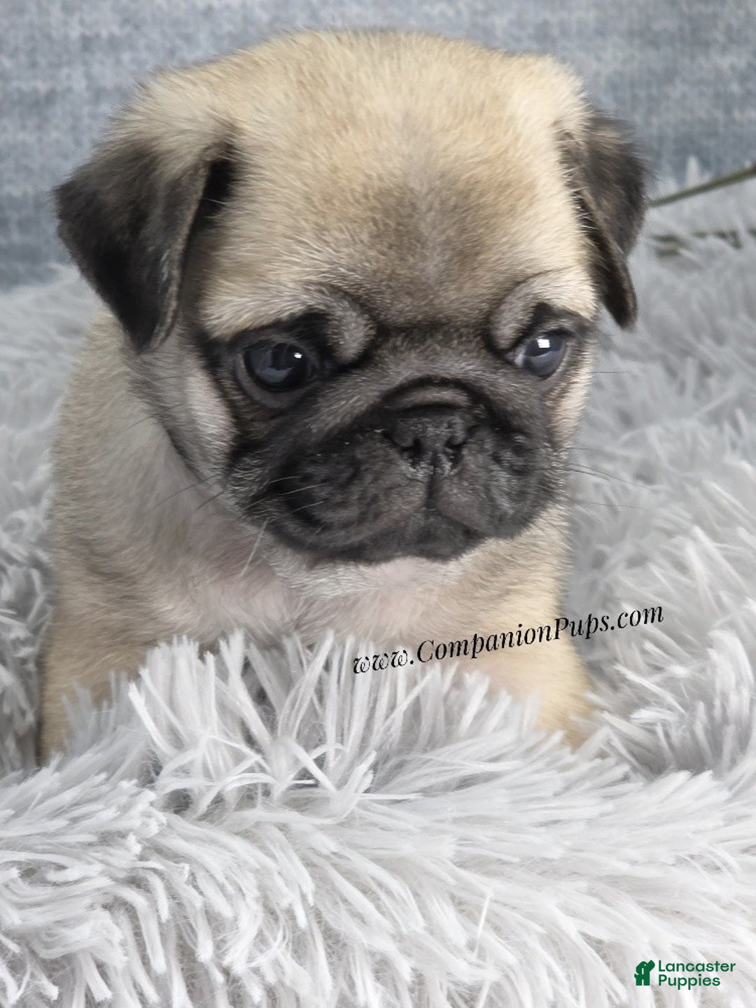 Pug dogs for sale: Black Collar - Super Wrinkly! - Ad 5