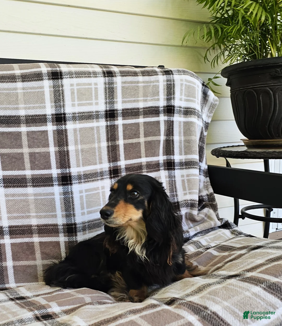 Miniature Dachshund dogs for sale: Austin - Ad 7