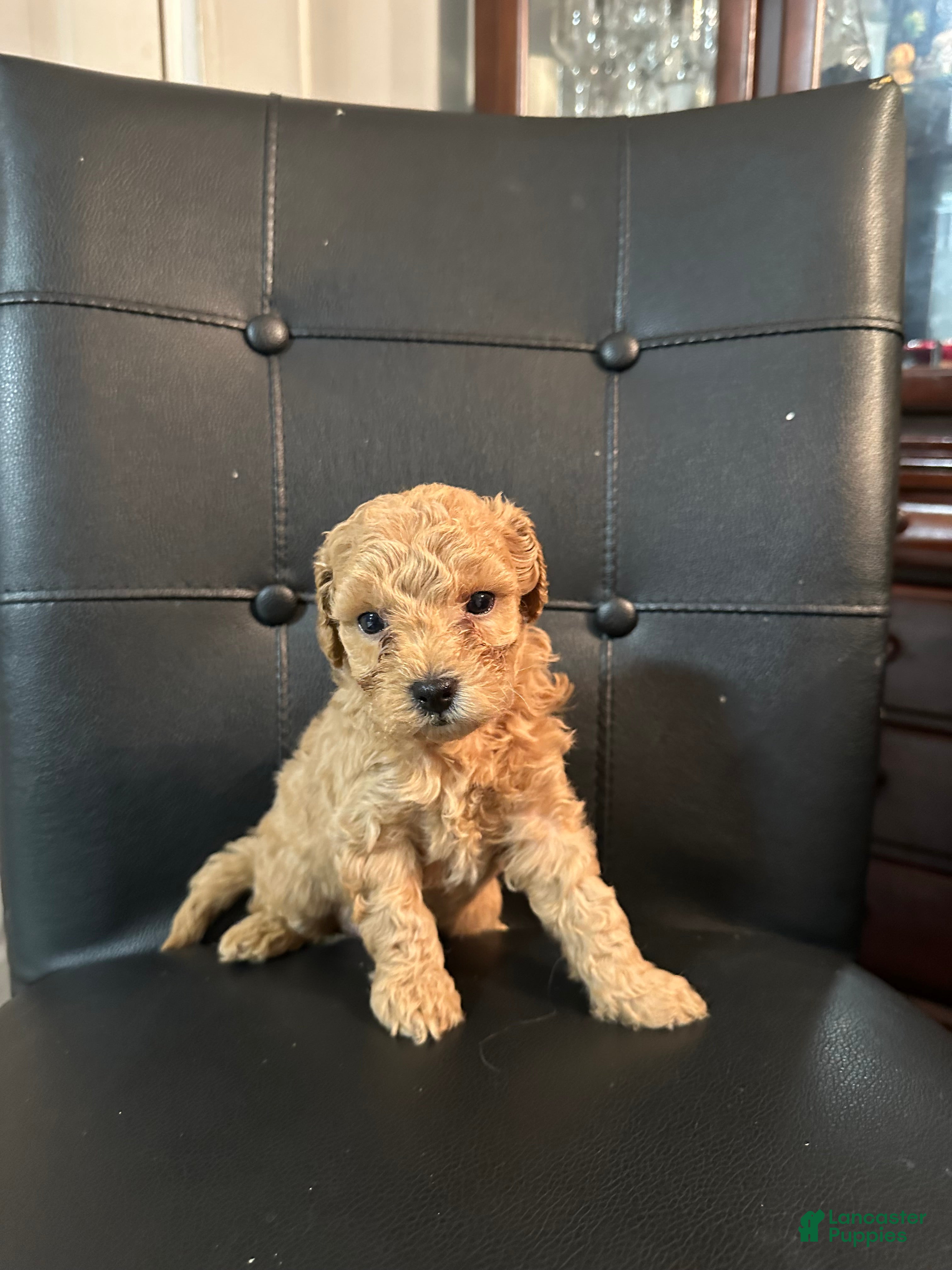 Mini Goldendoodle dogs Mini Goldendoodle 3 Shakira  - Ad 2