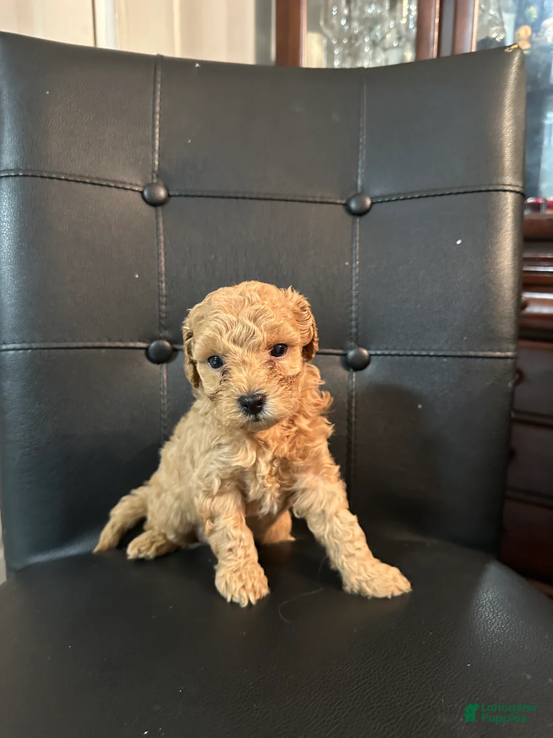 Mini Goldendoodle dogs for sale: Mini Goldendoodle 3 Shakira  - Ad 2