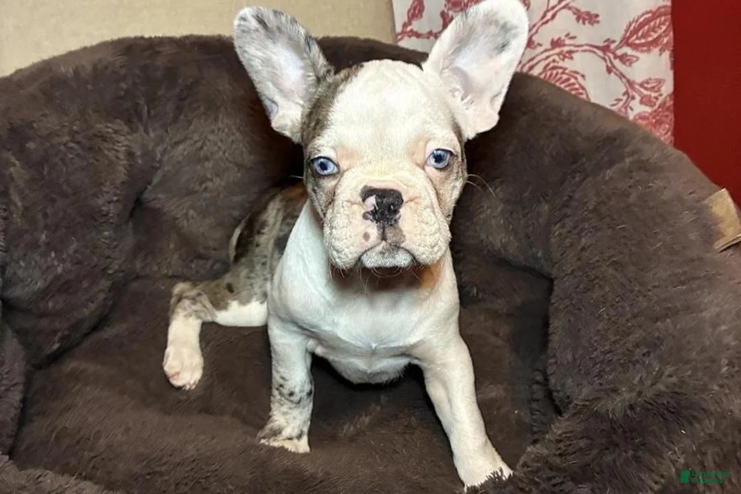 French Bulldog dogs for sale: Charlotte "Char"  - Ad 1