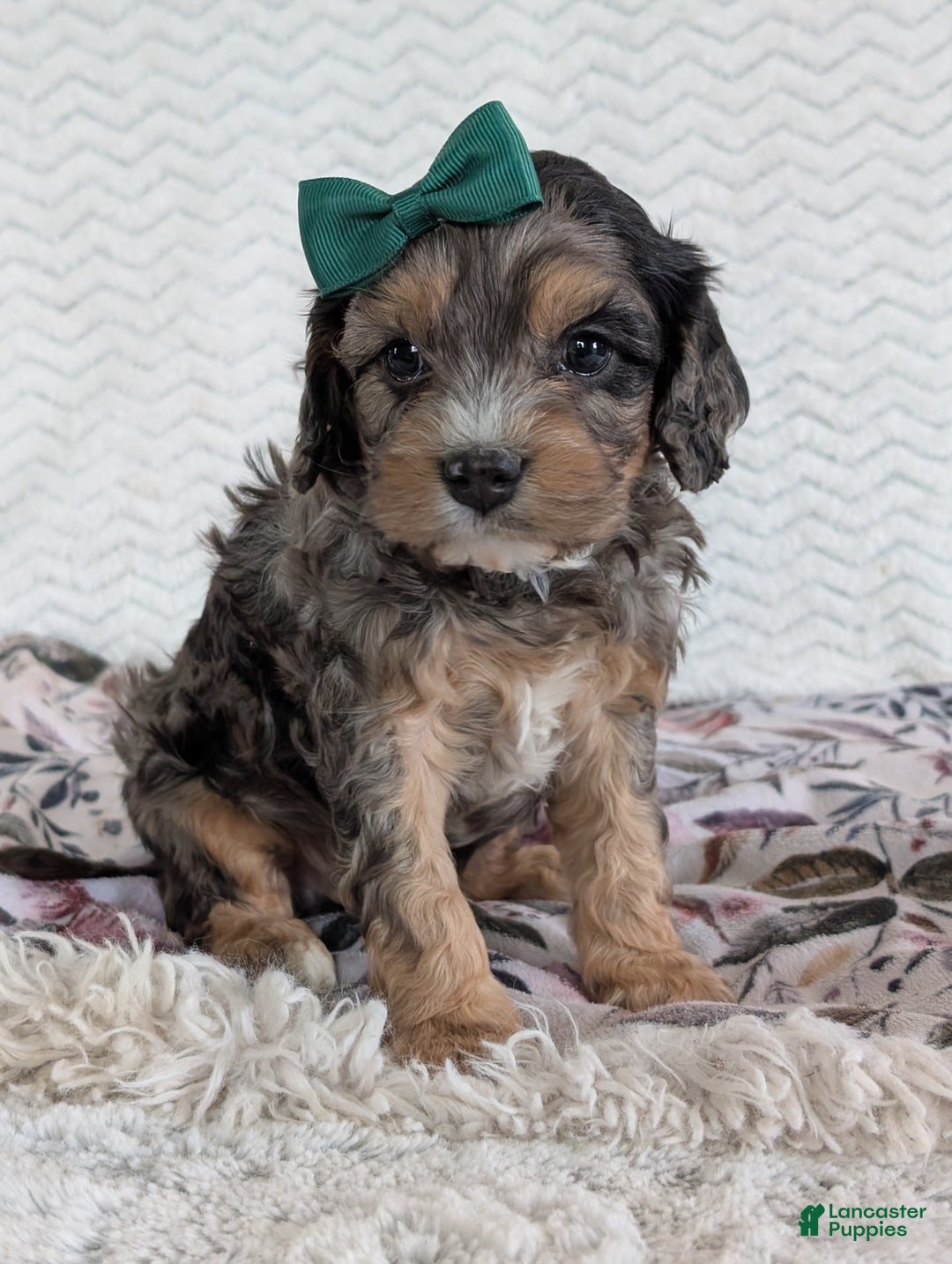 Cavapoo dogs for sale: Zeke - Ad 10