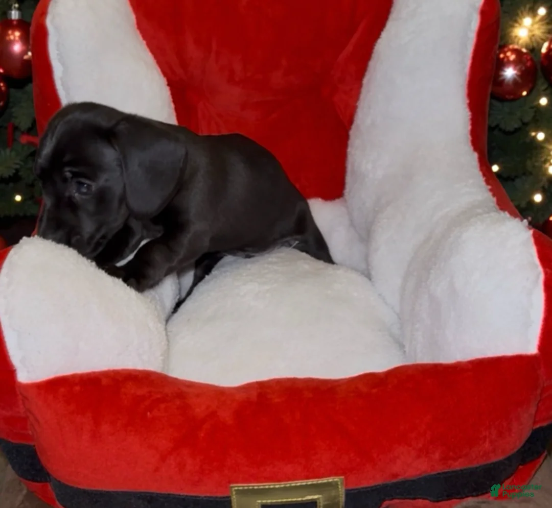 Miniature Dachshund dogs for sale: Miniature Dachshund Boy 2 - Ad 2