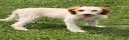 Labradoodle dogs for sale: Patty - Ad 4