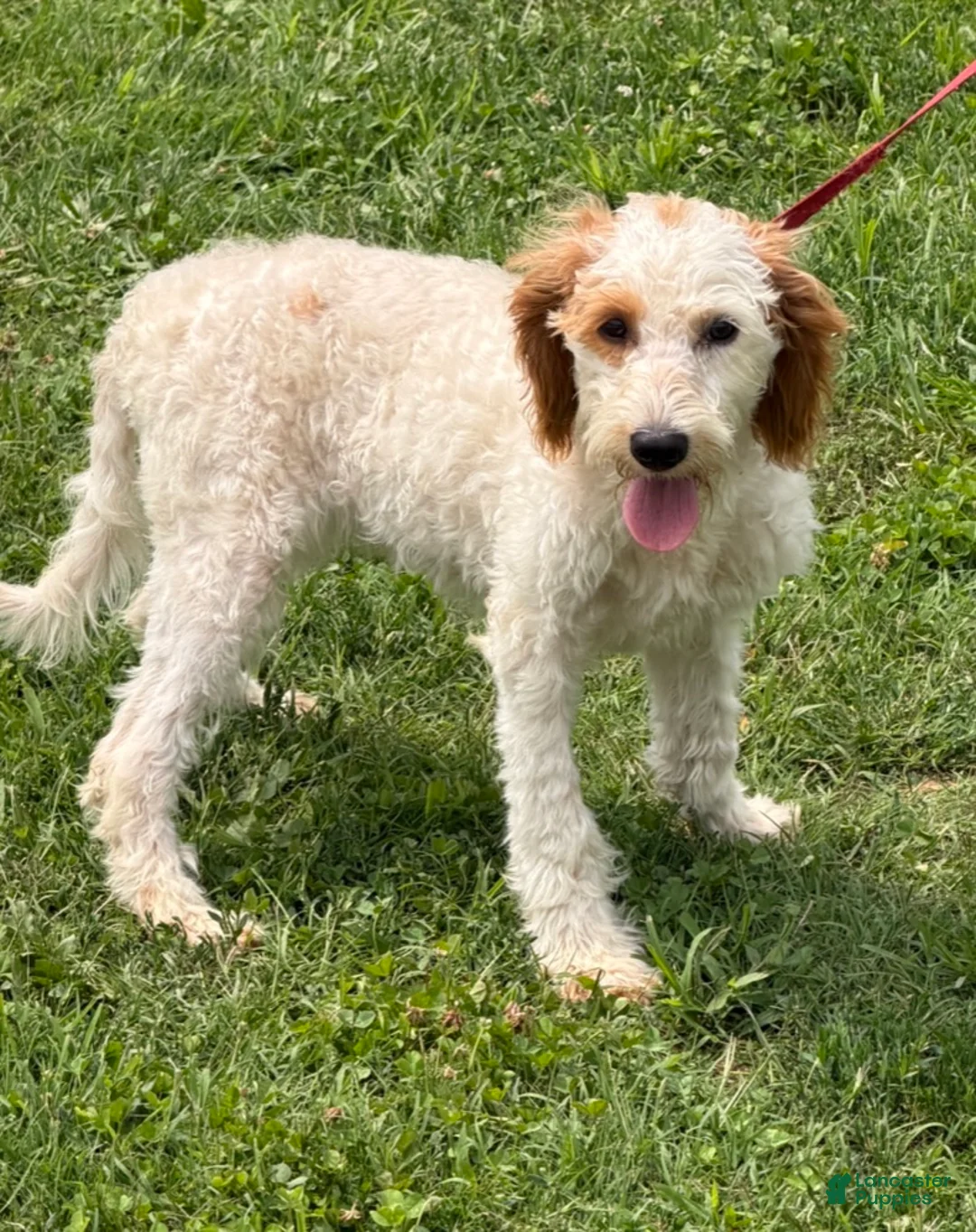 Labradoodle dogs for sale: Patty - Ad 4
