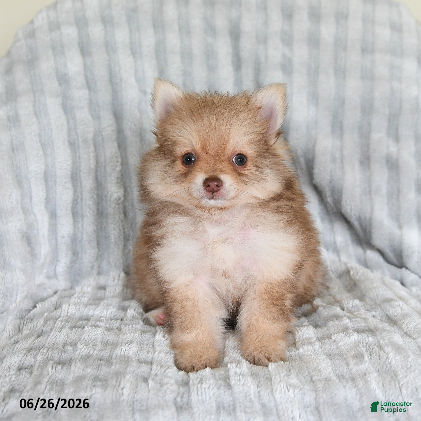 Pomsky dogs Jimmy - Ad 1
