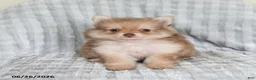 Pomsky dogs for sale: Jimmy - Ad 5