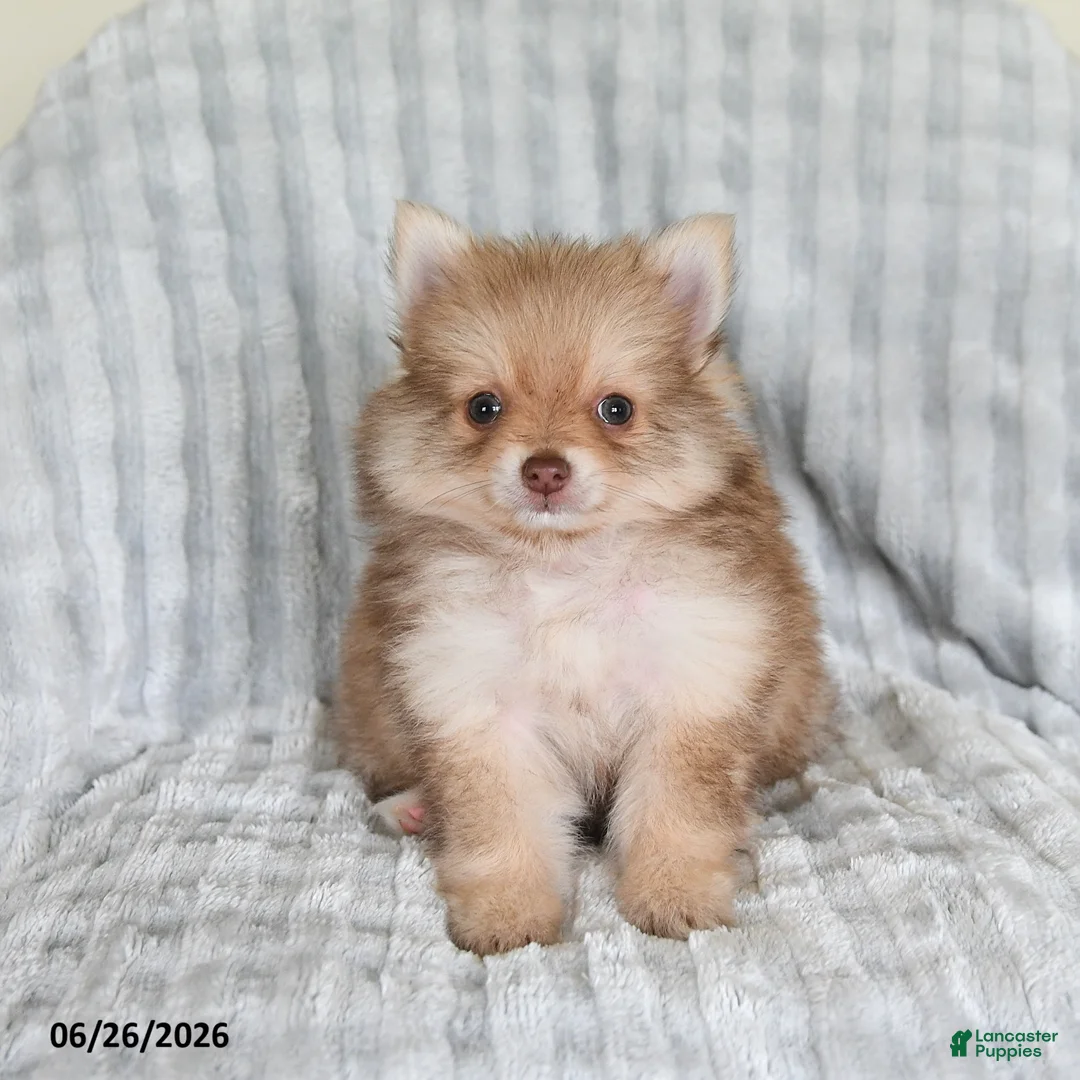 Pomsky dogs for sale: Jimmy - Ad 1