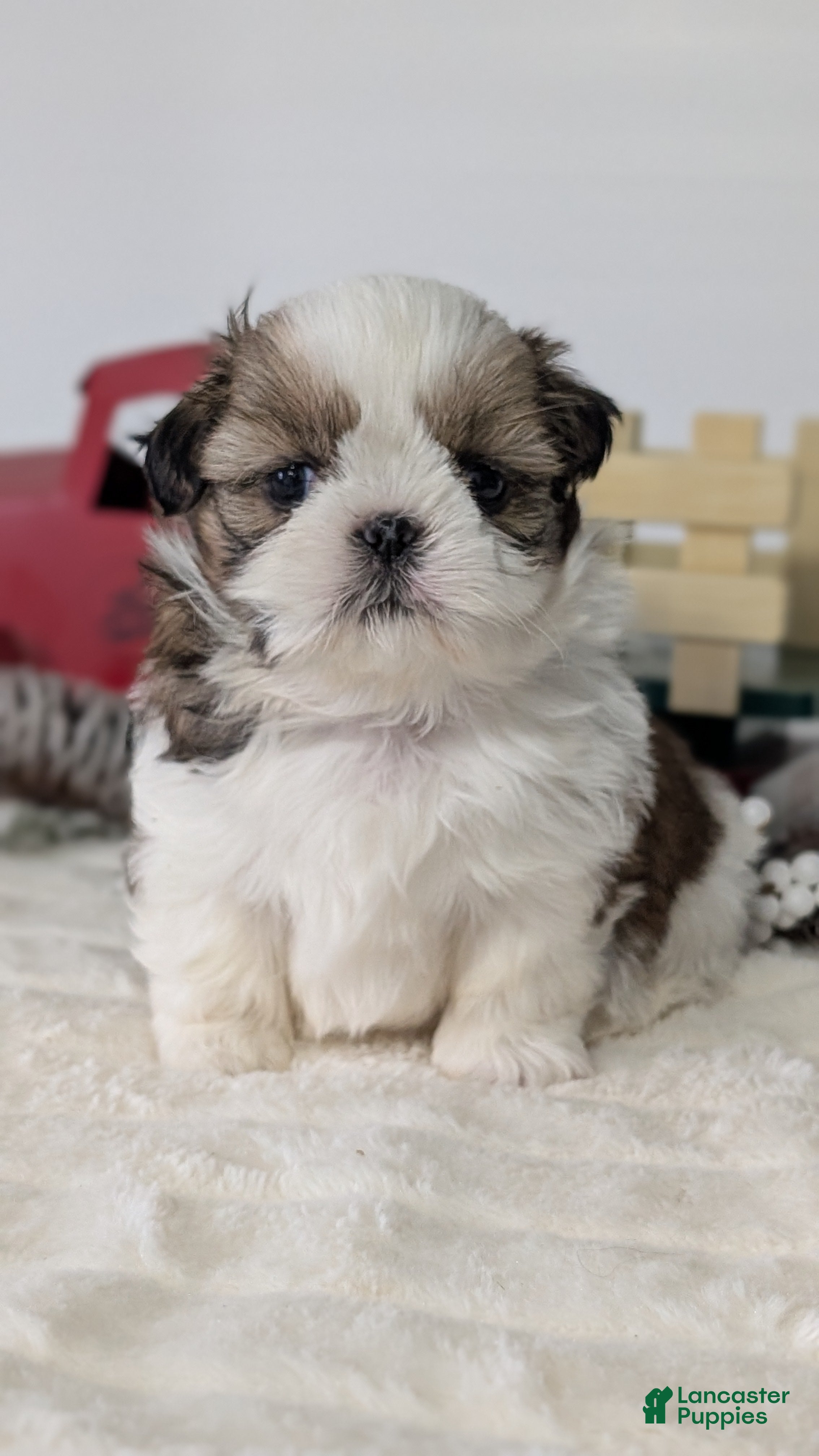 Shih Tzu dogs Tripp  - Ad 7