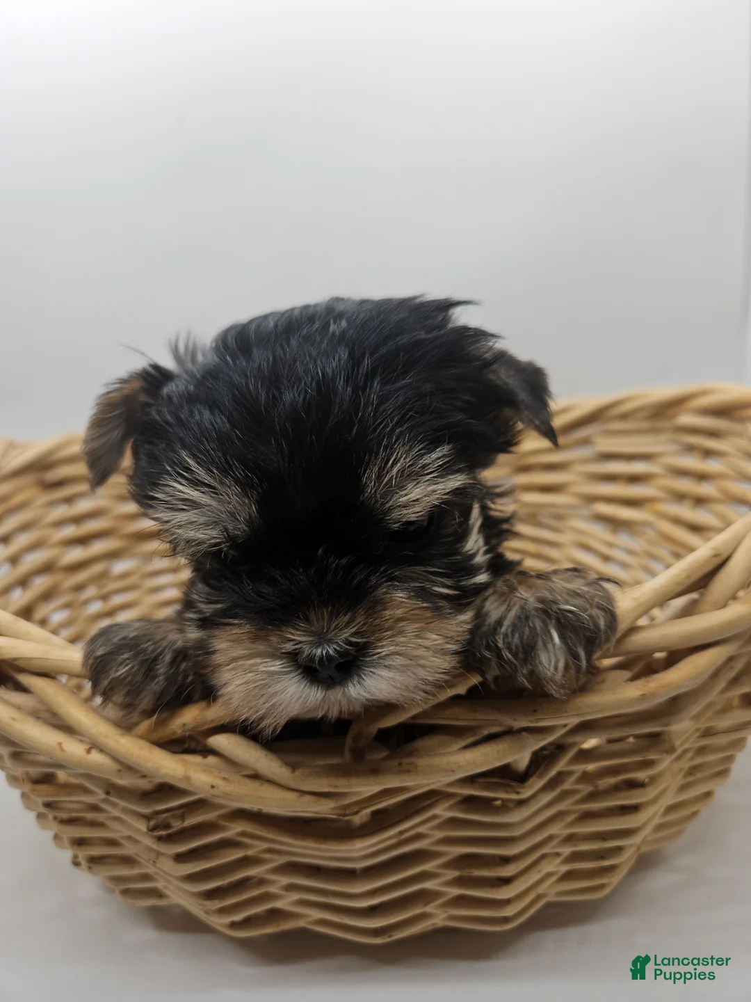 Yorkshire Terrier dogs for sale: Bailey (tcup size) - Ad 4