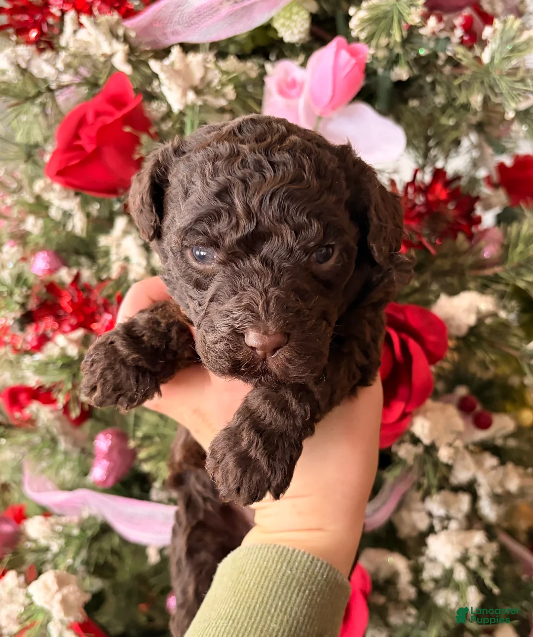 Goldendoodle dogs for sale: Goldendoodle Puppy 6 - Ad 1