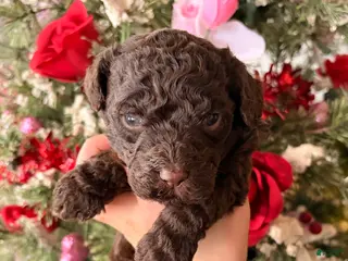 Goldendoodle dogs Goldendoodle Puppy 6 - Ad 9