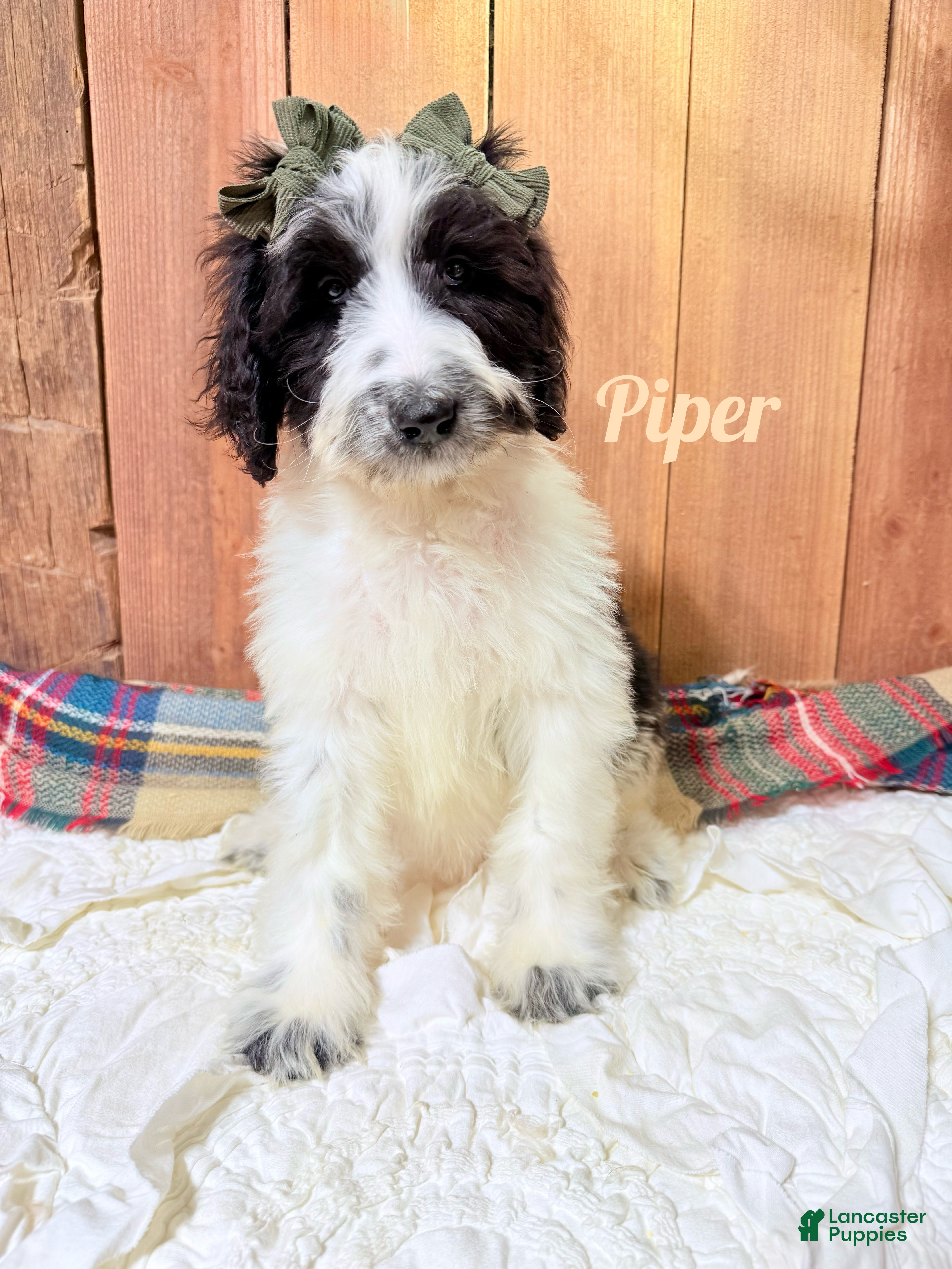 Saint Berdoodles dogs Piper - Ad 3