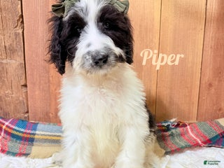 Saint Berdoodles dogs Piper - Ad 3