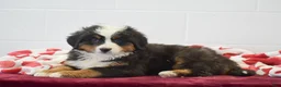 Bernese Mountain Dog dogs for sale: Pine - Ad 2