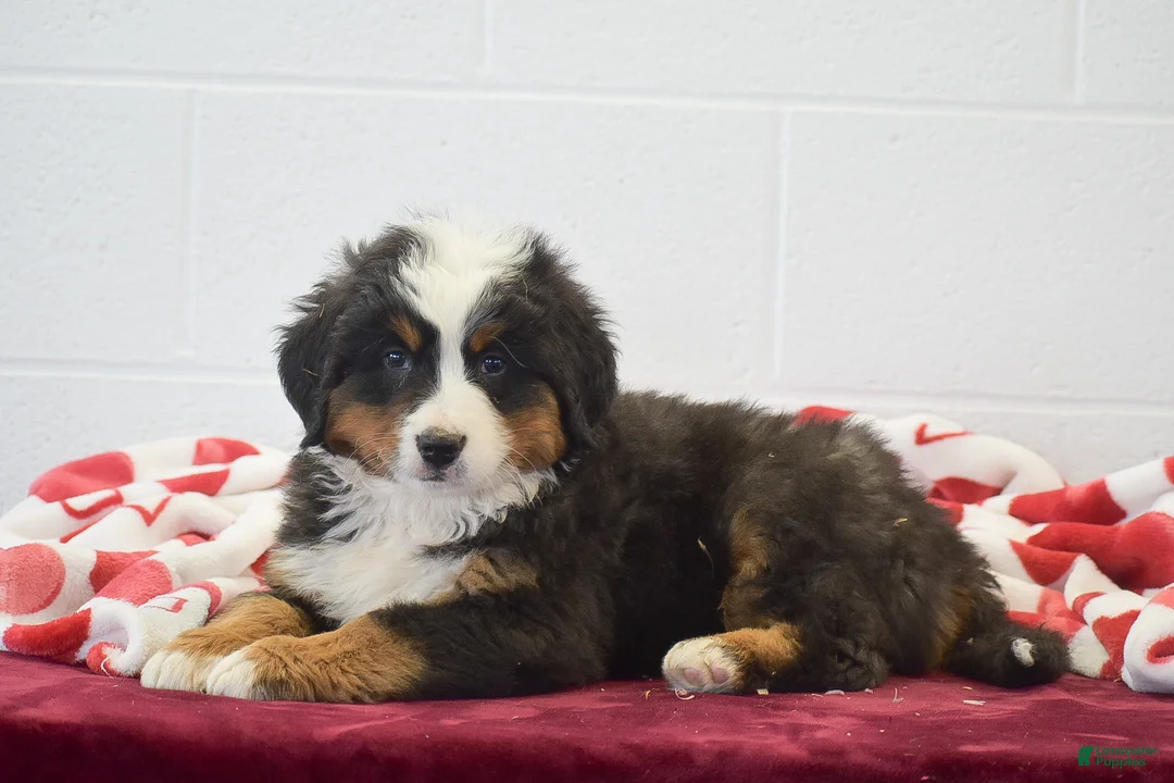 Bernese Mountain Dog dogs for sale: Pine - Ad 2