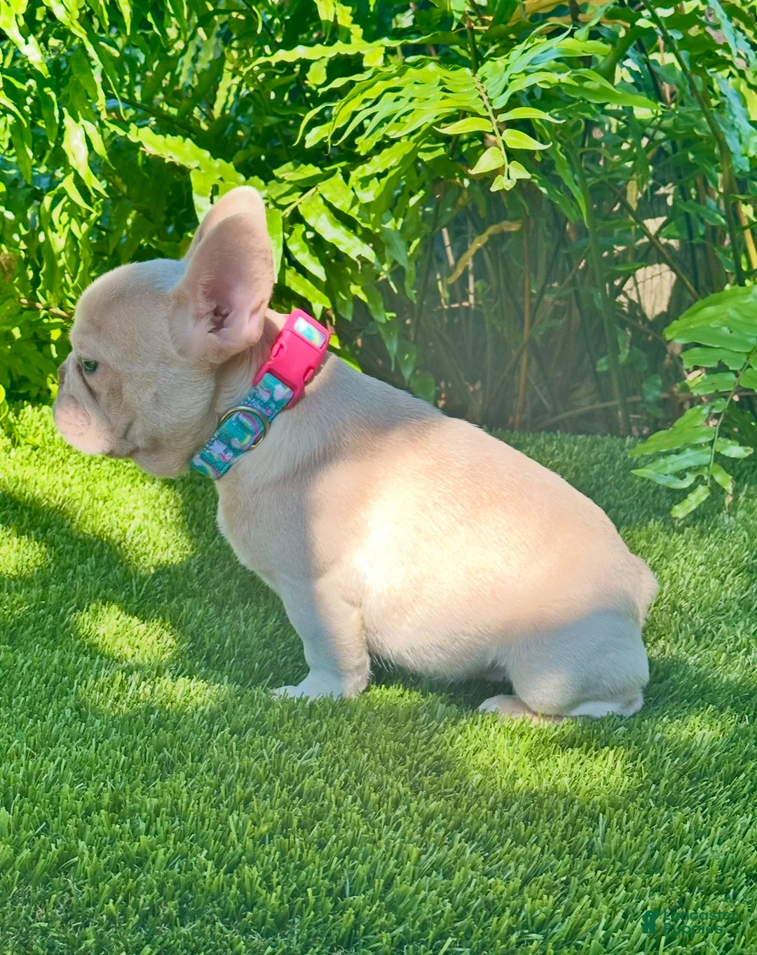French Bulldog dogs for sale: French Bulldog Puppy 2 - Ad 6