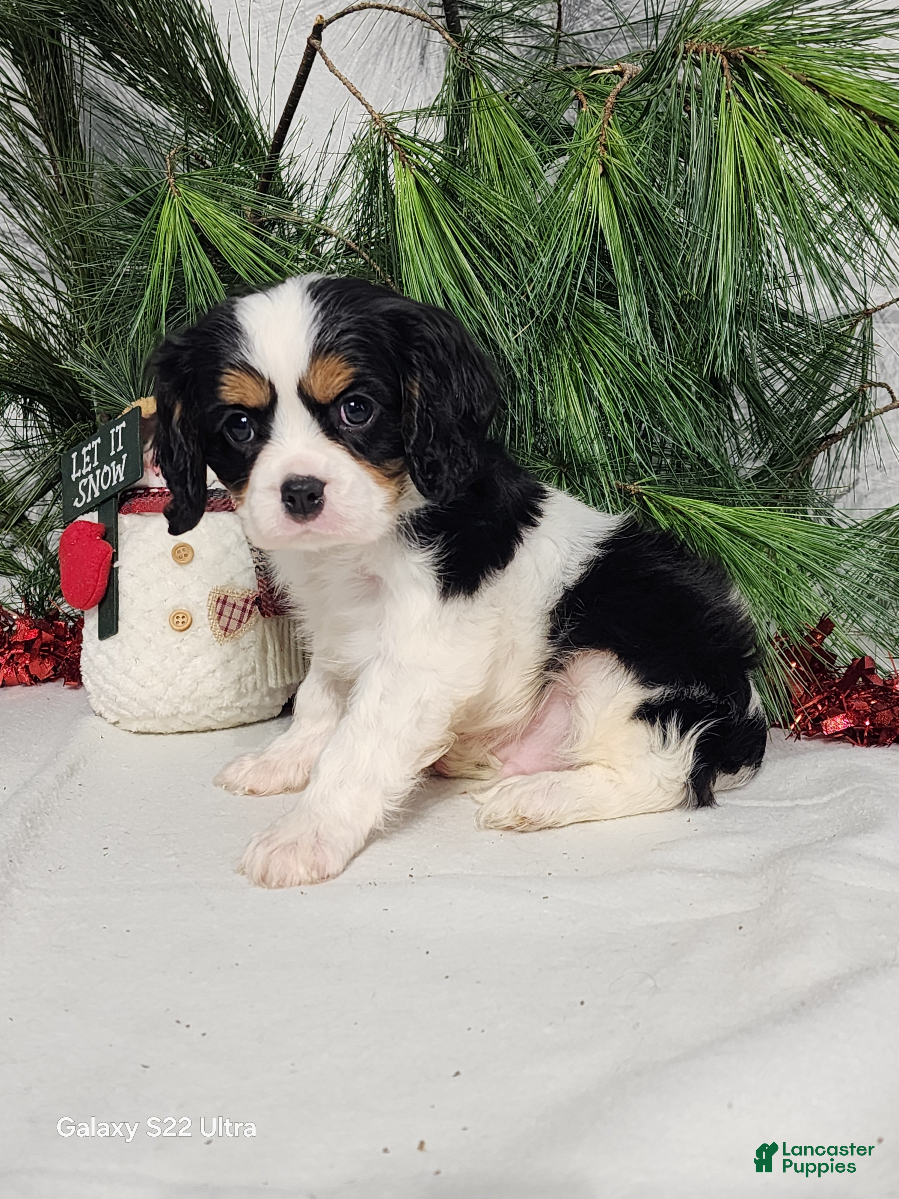 Cavalier King Charles Spaniel dogs Jack - Ad 8