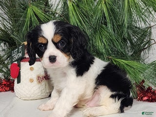 Cavalier King Charles Spaniel dogs Jack - Ad 8