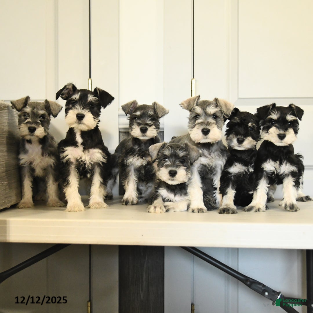 Miniature Schnauzer dogs for sale: Dasher - Ad 5