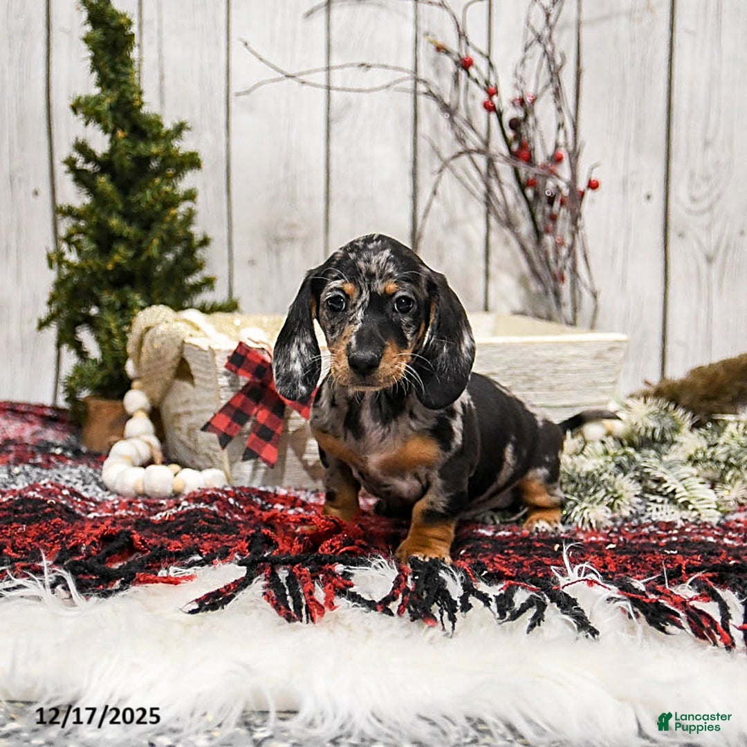 Miniature Dachshund dogs for sale: Wilbur - Ad 3