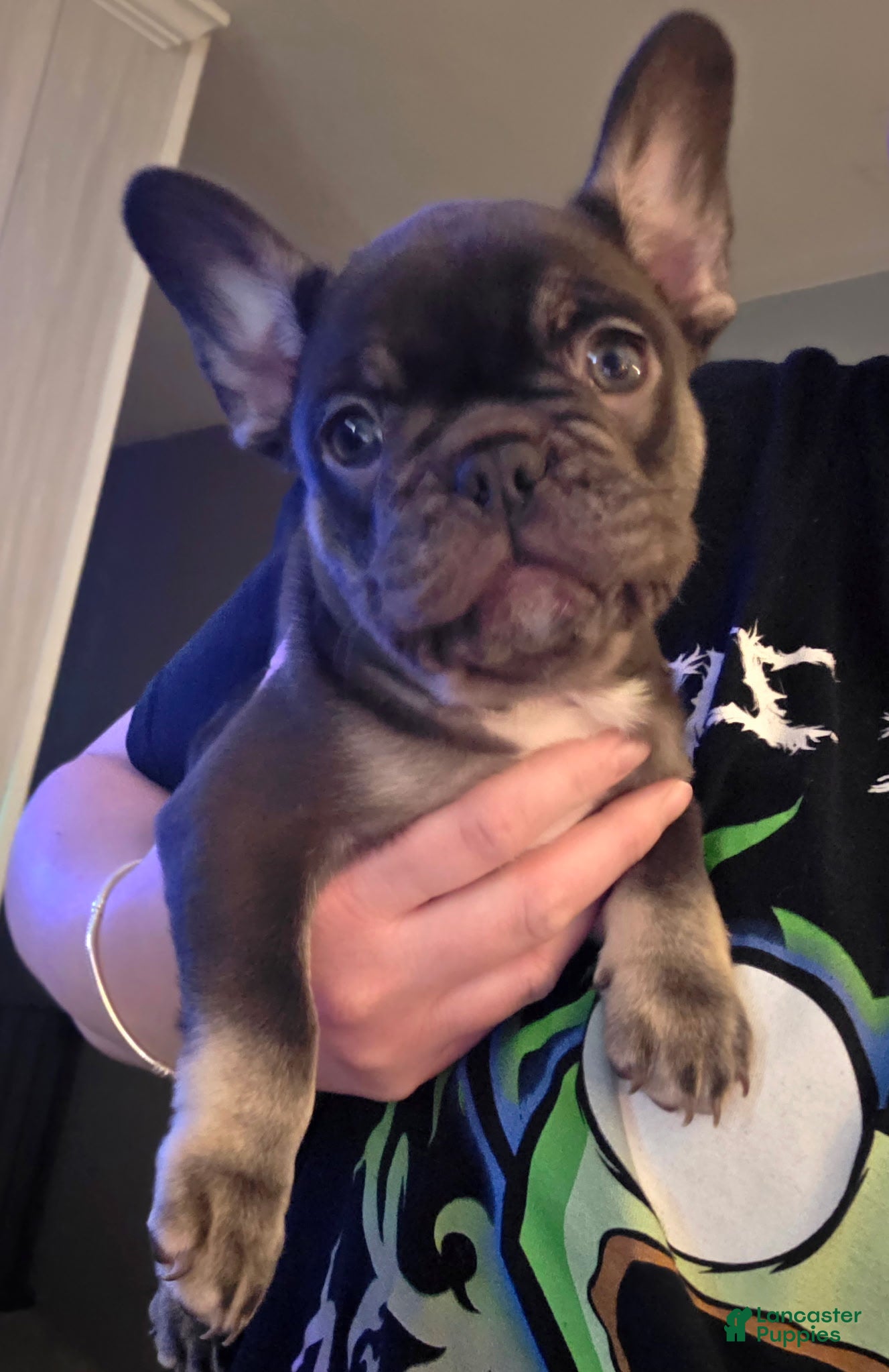 French Bulldog dogs Kiwi - Ad 1