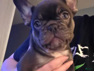 French Bulldog dogs for sale: Kiwi - Ad 2