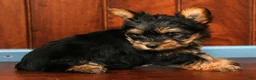 Yorkshire Terrier dogs for sale: Daisy - Ad 7