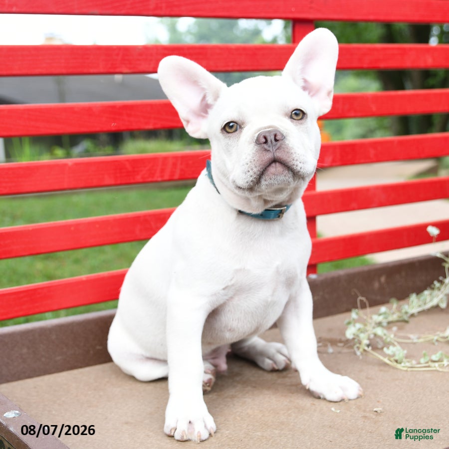 French Bulldog dogs Lumiere - Ad 1