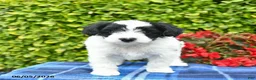 Yorkiepoo dogs for sale: Bowe  - Ad 3
