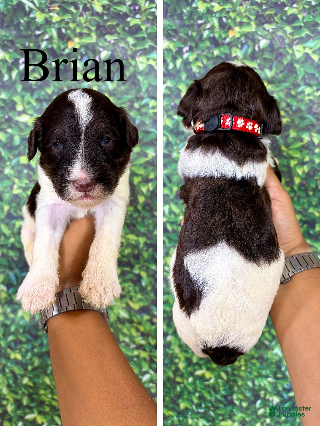 Saint Berdoodles dogs Brian - Ad 1