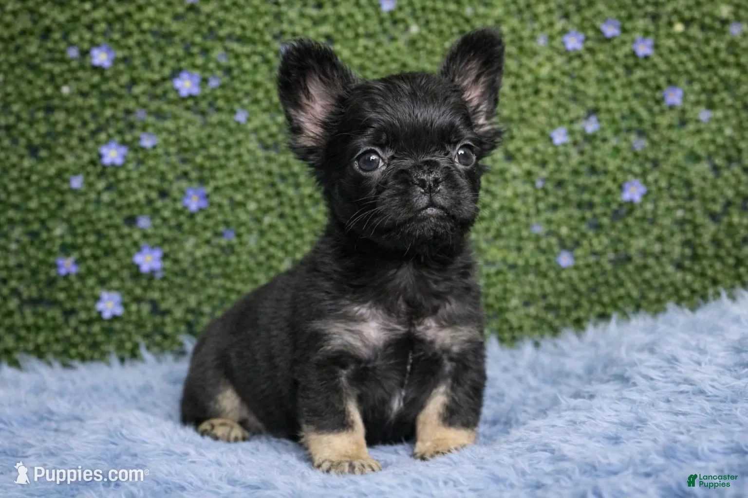 French Bulldog dogs for sale: Male Fluffy 1 - Ad 3